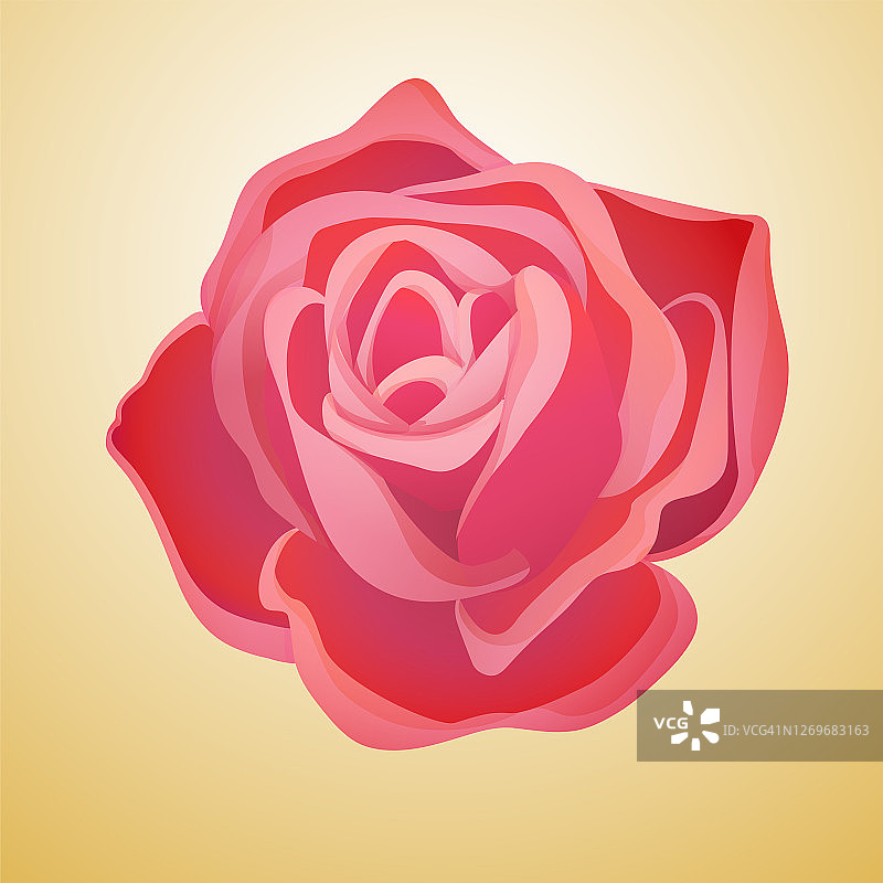 经典盛开的红玫瑰花蕾图片素材