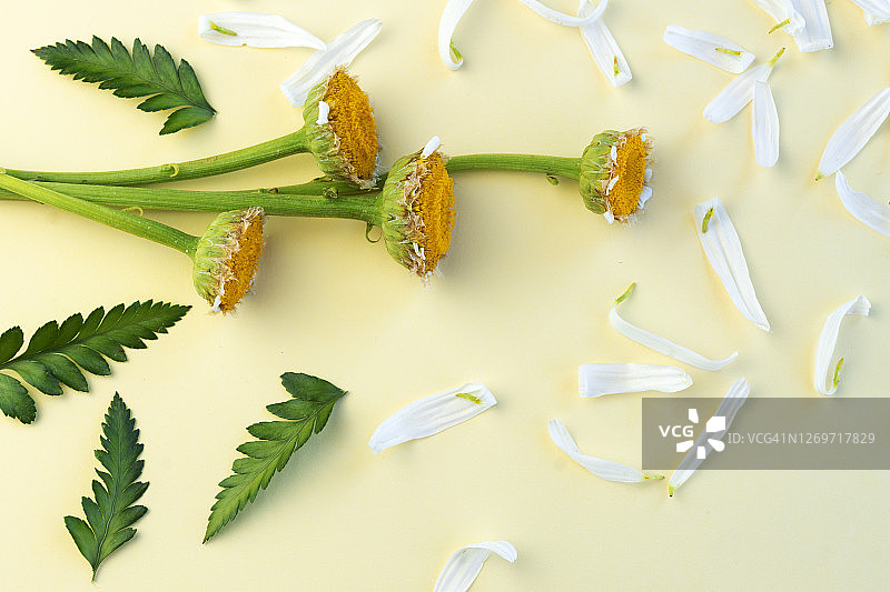 干花，花瓣和绿色的叶子为自然和生物化妆品米色背景。图片素材