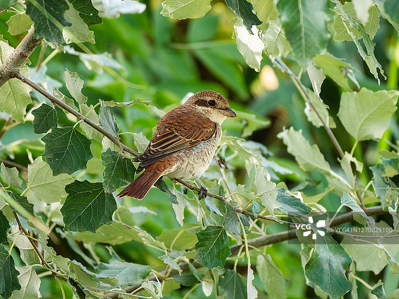 栖息在茂密树叶中的树枝上的棕色鸟图片素材