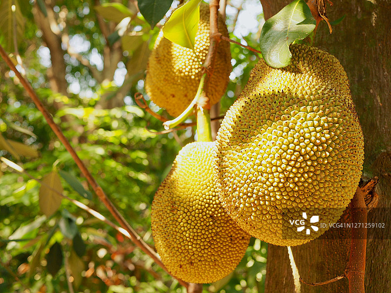 树上有新鲜的菠萝蜜，热带水果图片素材