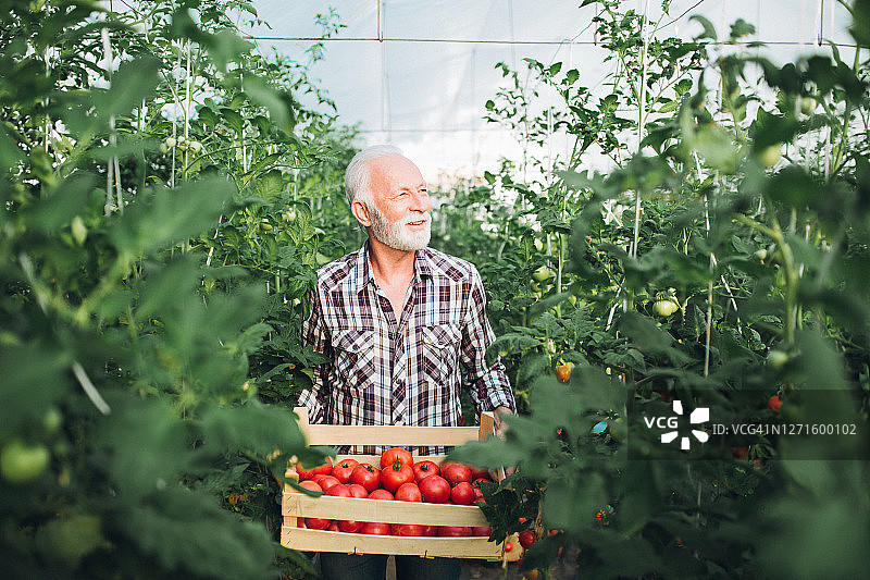 一位老农扛着一盒自己种的新鲜西红柿图片素材