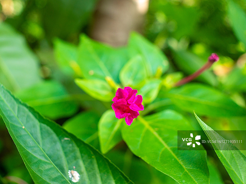 紫茉莉，哥伦比亚安蒂奥基亚市麦德林灌木丛中的粉红色小花图片素材