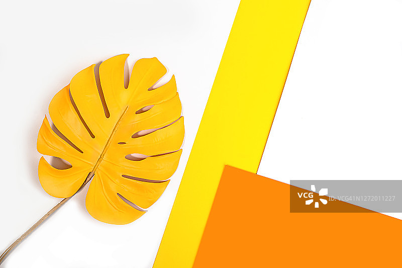 黄色的热带树叶怪兽在白色，黄色和橙色的背景。图片素材