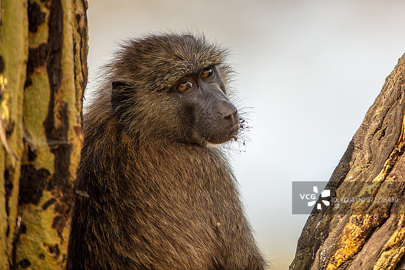 这是橄榄狒狒(papio anubis)对着相机的特写图片素材
