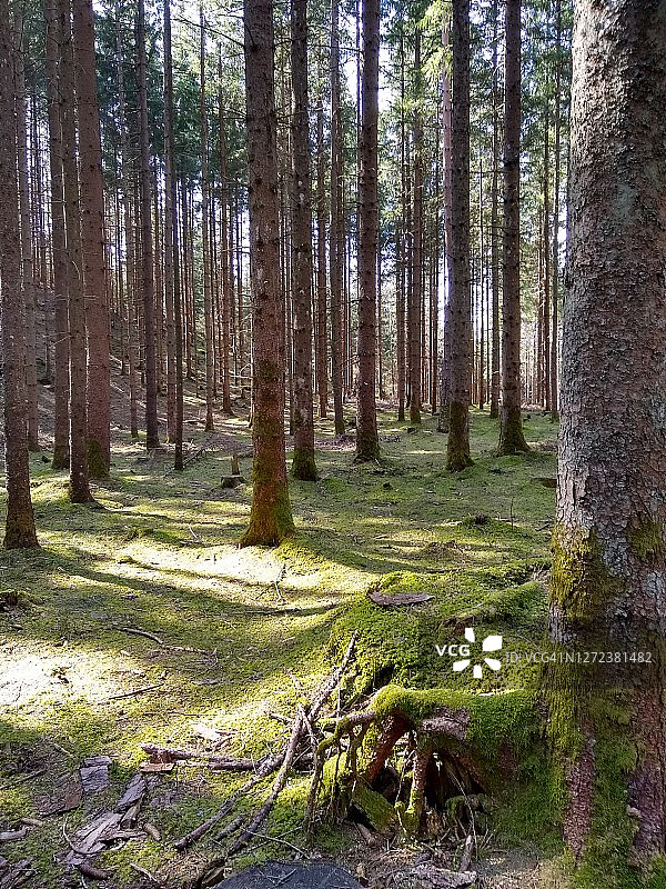 阳光森林清理魔法森林图片素材