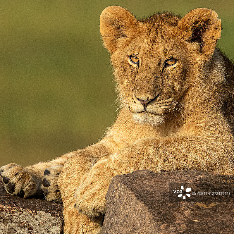 年轻的狮子在野外休息图片素材