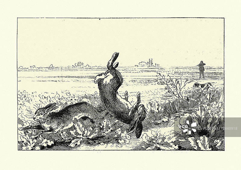 19世纪的维多利亚时代，猎人和农夫在田野里打兔子图片素材