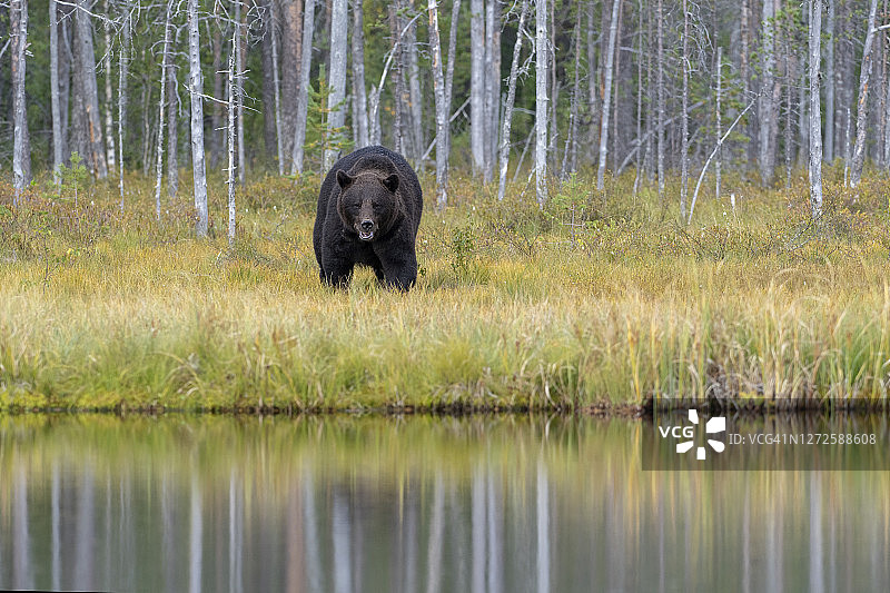 在芬兰锦湖附近的森林里，一只熊在湖上散步图片素材