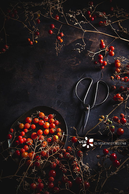 樱桃番茄在初秋季节末晾干图片素材