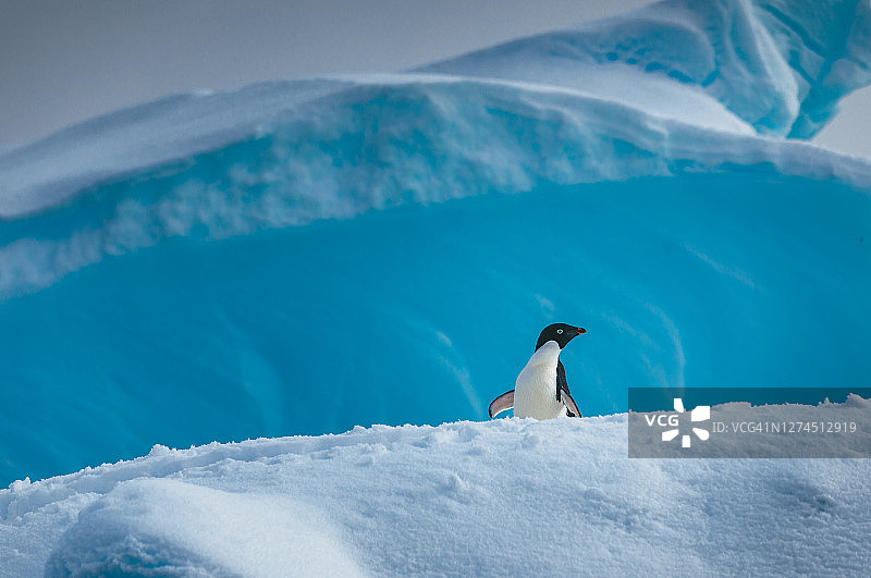 阿德利企鹅独自站在南极洲的冰山上图片素材
