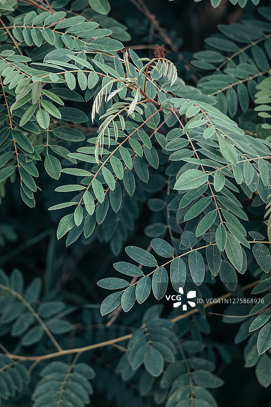 绿色热带森林树叶的纹理。茂密的树叶图片素材