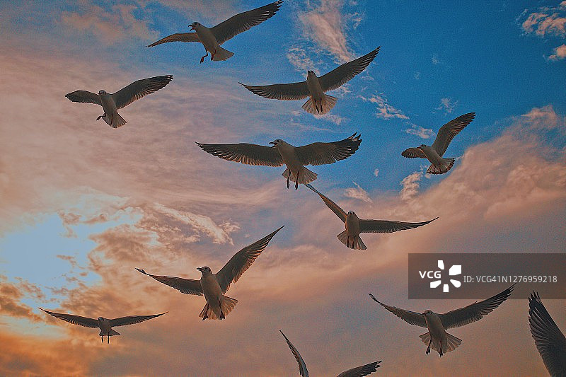 日落时，海鸥在海面上迎着天空飞翔图片素材