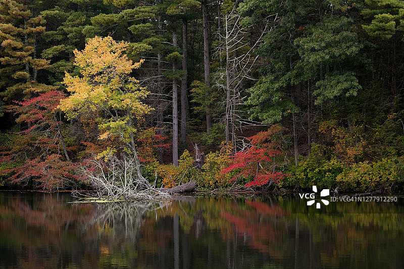 色彩斑斓的秋天树木沿着林地池塘图片素材