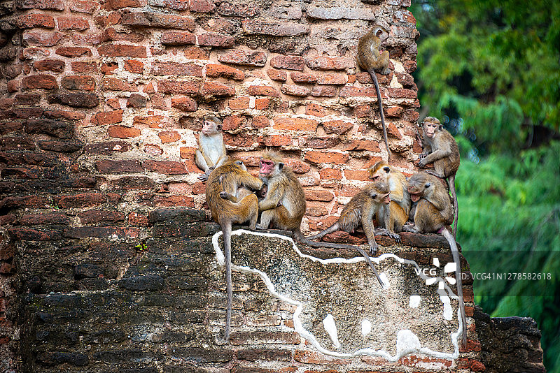 斯里兰卡波隆纳鲁瓦古城的猴子图片素材