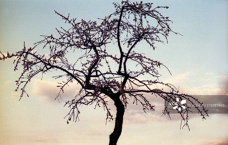 黄昏的天空和梅树图片素材