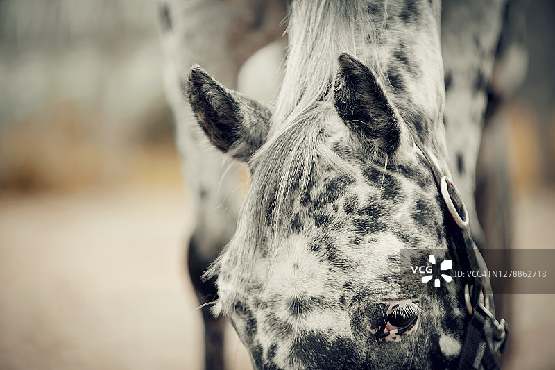 耳朵斑点马特写。马的口部靠近。运动的年轻马阿帕鲁萨颜色在勒瓦达笼头。图片素材