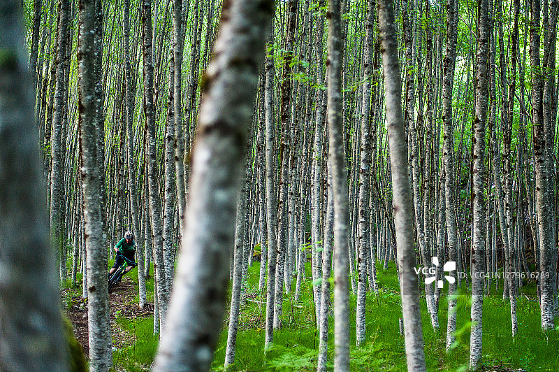 骑山地车的人沿着一条狭窄的小路下山，穿过一片白杨树林图片素材