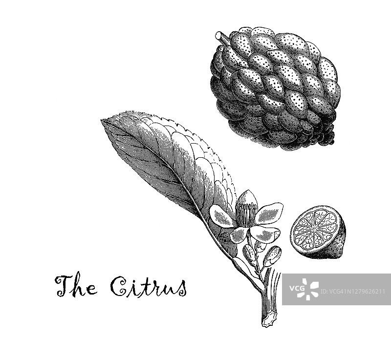 古雕刻插图的香橼(柑橘属)，植物学图片素材