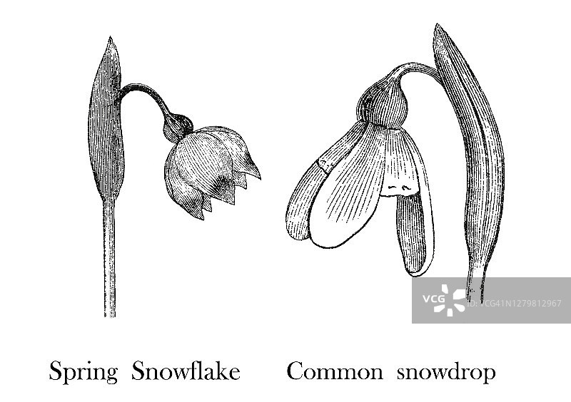 旧的雪花和春天雪花雕刻插图图片素材
