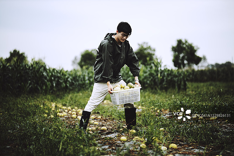 年轻的农民在有机农场的田地里收获瓜类作物图片素材
