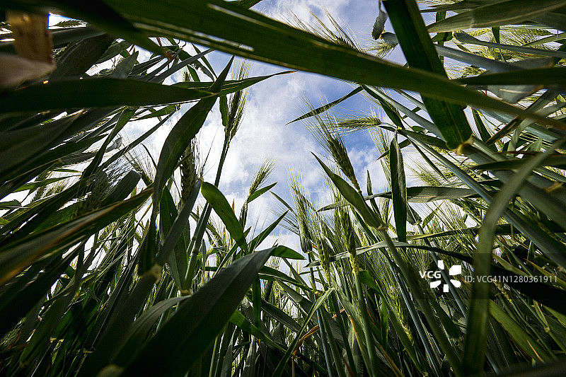 低角度的小麦生长在农田对天空图片素材