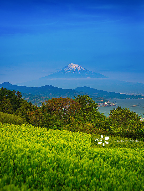 美丽的绿茶田，背景是富士山。日本静冈县富士山附近的绿茶种植园图片素材