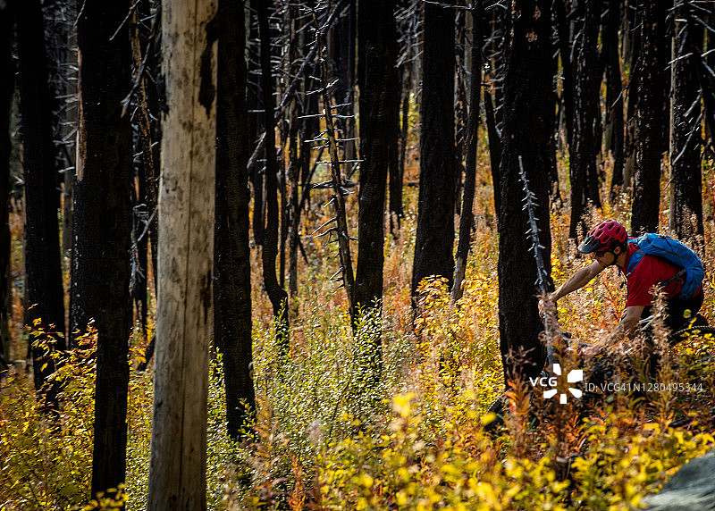 骑山地车的人穿过烧焦的森林，在秋天的颜色图片素材
