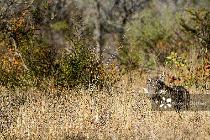 野生疣猪躲在南非野生动物保护区的深草丛中图片素材