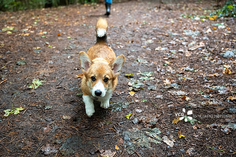 遛狗:柯基在多雨的秋天森林里散步图片素材