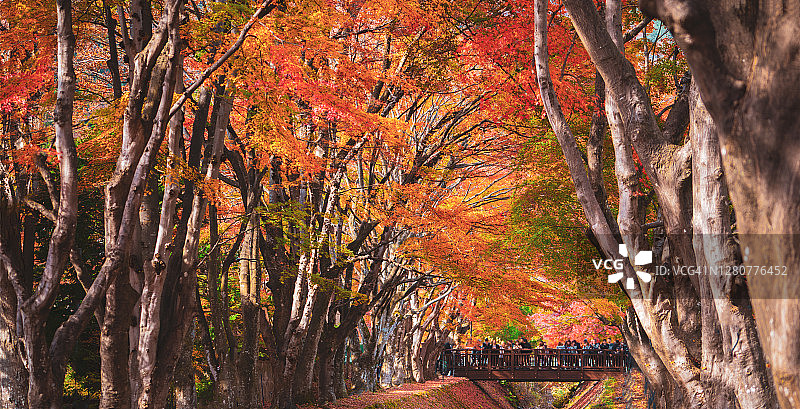 美丽浪漫的小巷，公园里有五颜六色的树木和阳光。秋天的自然背景。秋叶地面图片素材