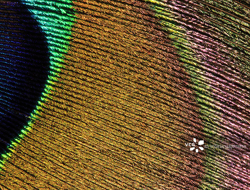 极端近距离的孔雀尾巴羽毛显示细节和标记在充满活力的颜色#01图片素材