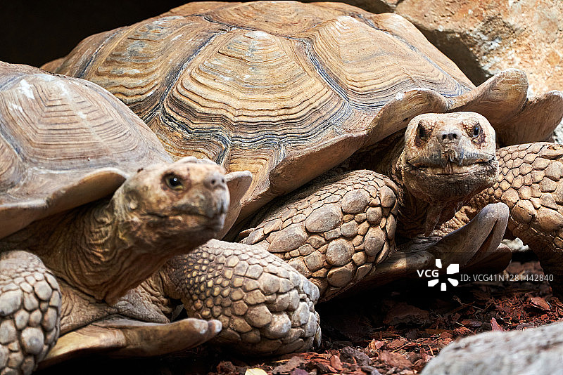 这是一对豹龟在西班牙巴伦西亚动物园的美丽特写图片素材