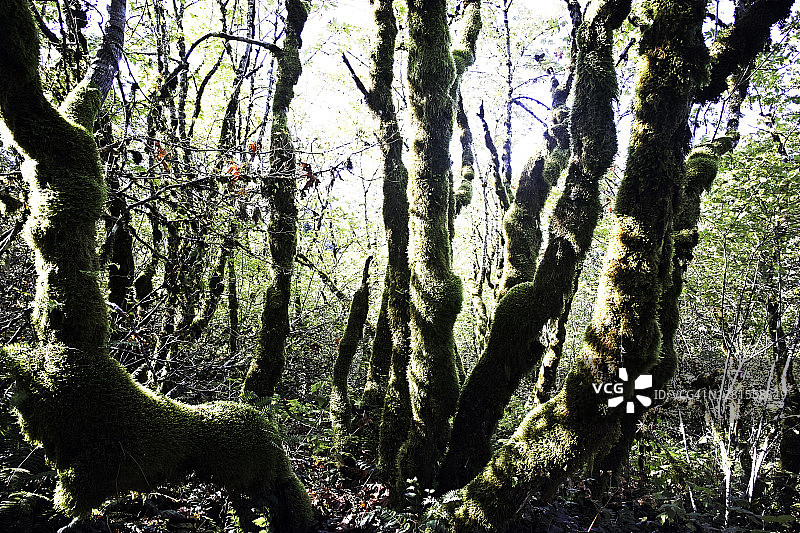 被阳光照射的树干上长满了苔藓图片素材