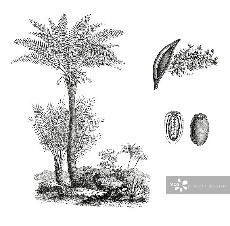 古老的植物雕刻插图，枣或枣棕榈(凤凰dactylifera)图片素材