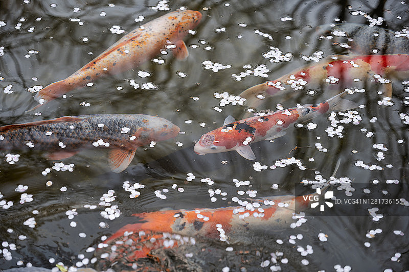 日本西锦鲤与樱花花瓣在水面上的池塘图片素材