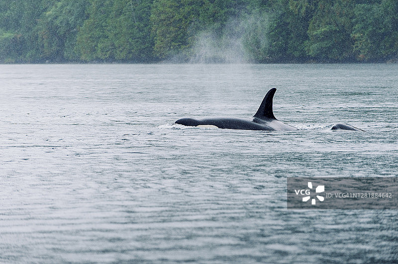 一群虎鲸也被称为逆戟鲸穿过加拿大不列颠哥伦比亚省的水域图片素材