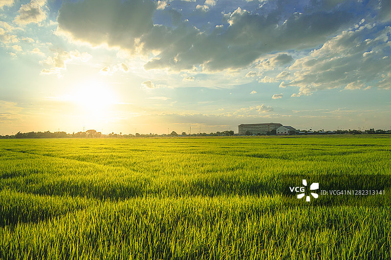 日落时分稻田的风景图片素材