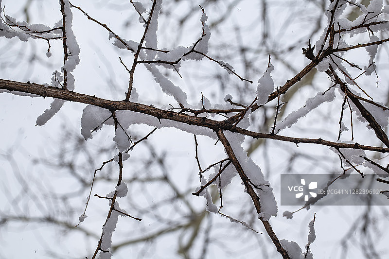 雪在冬天图片素材