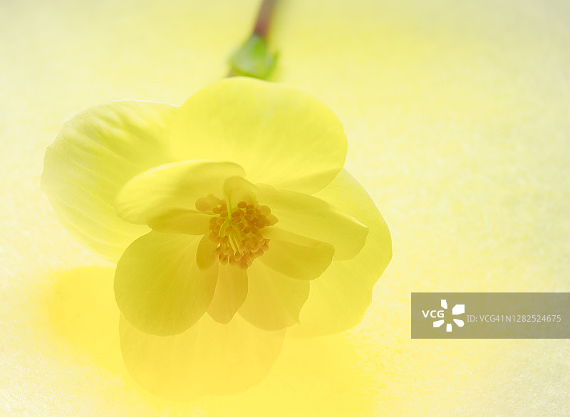 近距离的一个明亮的黄色海棠花图片素材