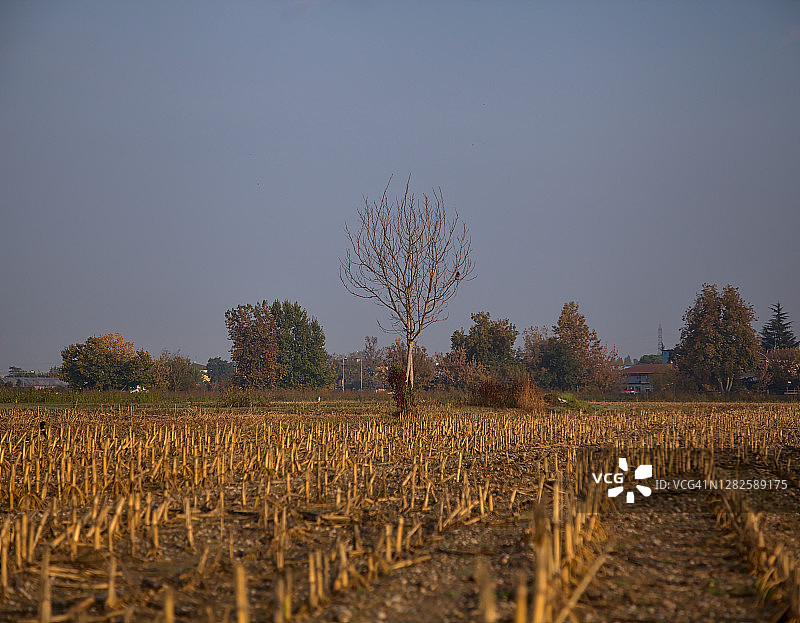 在秋天的早晨耕过的田里种树图片素材