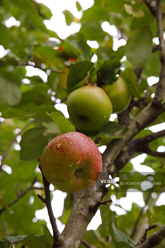 英国果园里的红苹果。图片素材