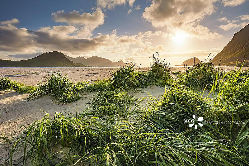 挪威，诺德兰，罗浮敦，莱克内斯，Haukland海滩，白色的沙滩，在绿色的草丛中，大气温暖的背光图片素材