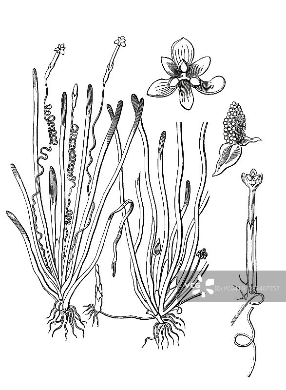 古植物雕刻插图，香草，直香草，带草，鳗鱼草图片素材