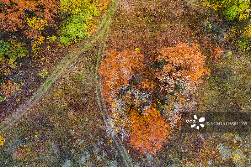 秋天森林的鸟瞰图。秋叶的颜色图片素材