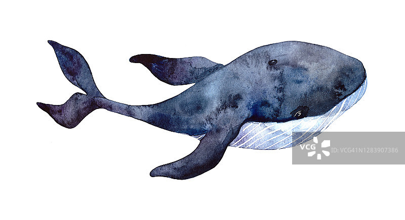 水彩鲸鱼，手绘插图孤立在白色的背景。水下动物写实艺术。图片素材