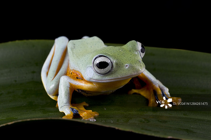 印度尼西亚叶子上的爪哇树蛙图片素材