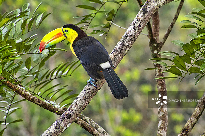 龙骨嘴巨嘴鸟，热带雨林，哥斯达黎加图片素材