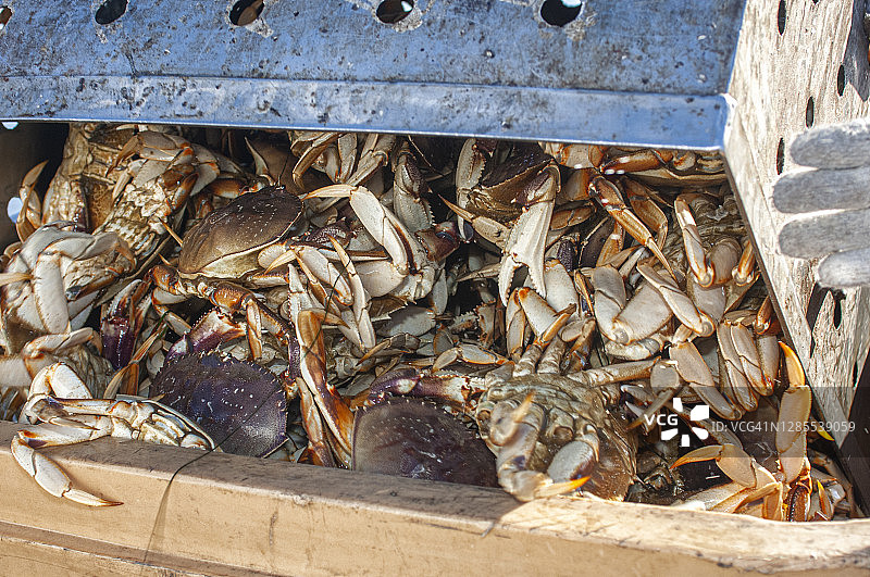活的Dungeness螃蟹被装进装运袋图片素材