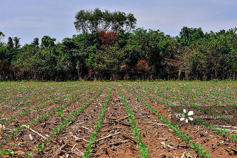 马托格罗索州的大豆农场图片素材