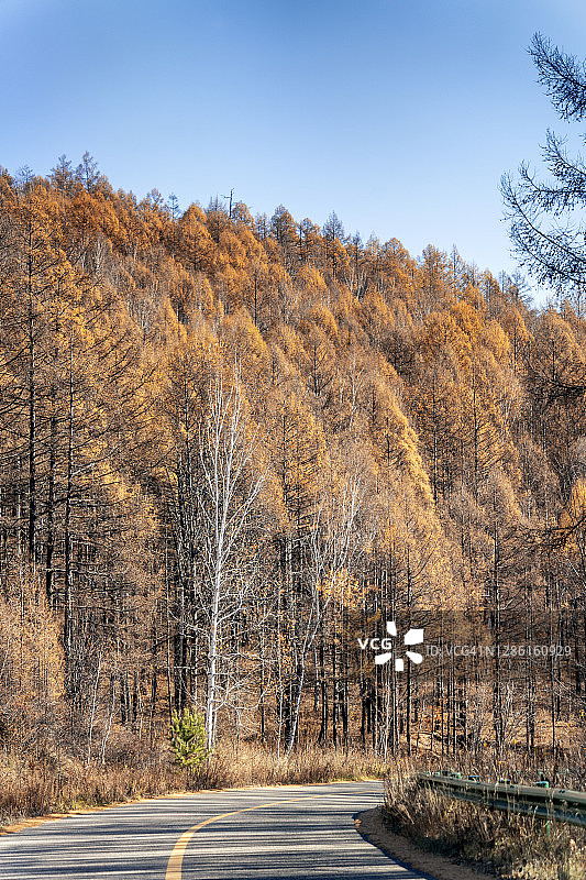 笔直的路穿过森林在秋天图片素材